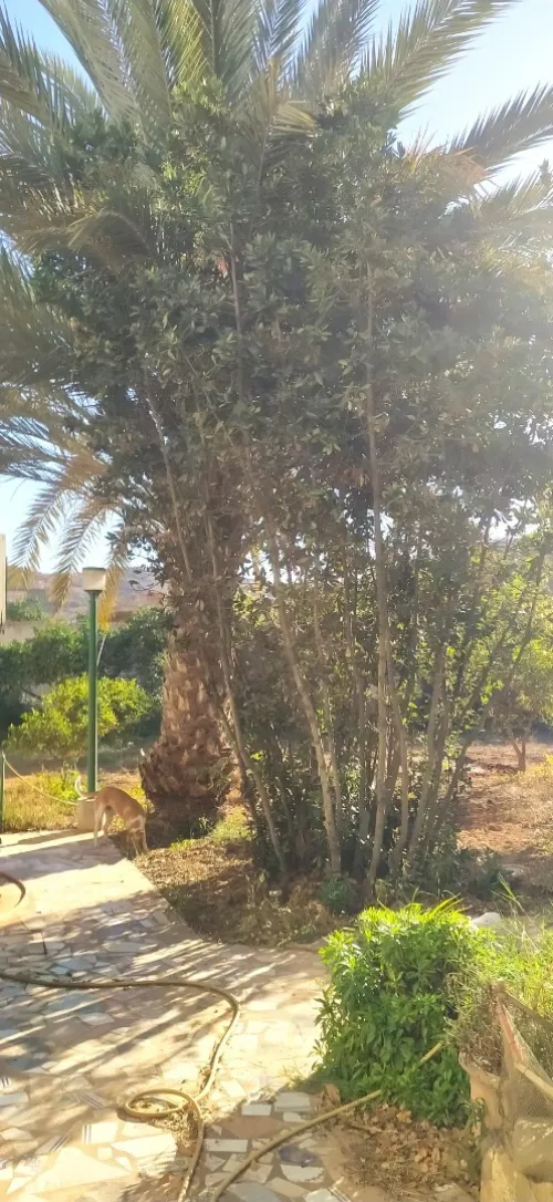 Vente Villa Tlemcen Ghazaouet
