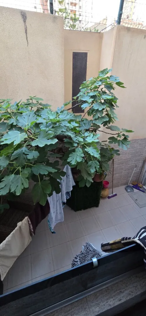 Vente Appartement Niveau de villa F3 Oran Oran