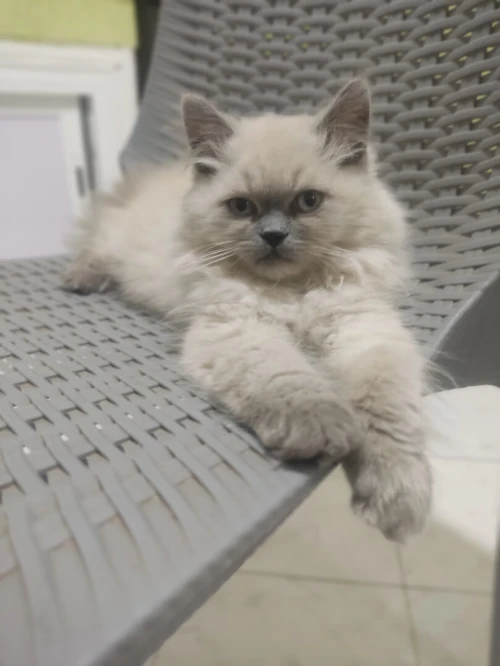 Chat shirazi bon race
