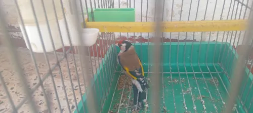 مقنين