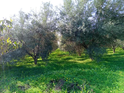 Vente Terrain Agricole Tipaza Hadjout