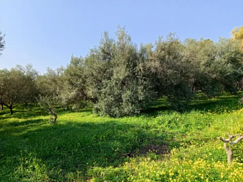 Vend arbre olive
