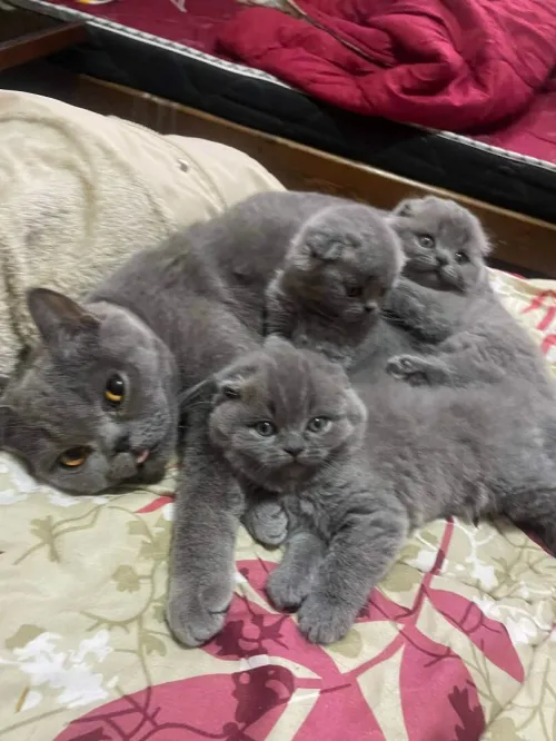 Scottish fold chat للبيع