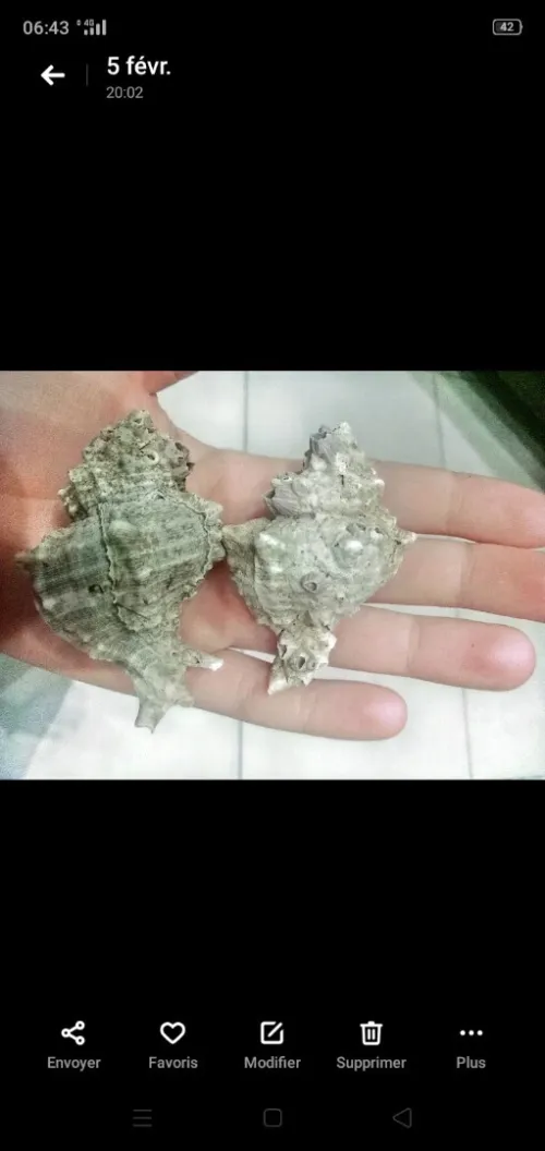 Coquillages