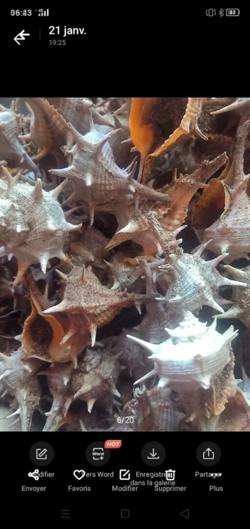 Coquillages épineux