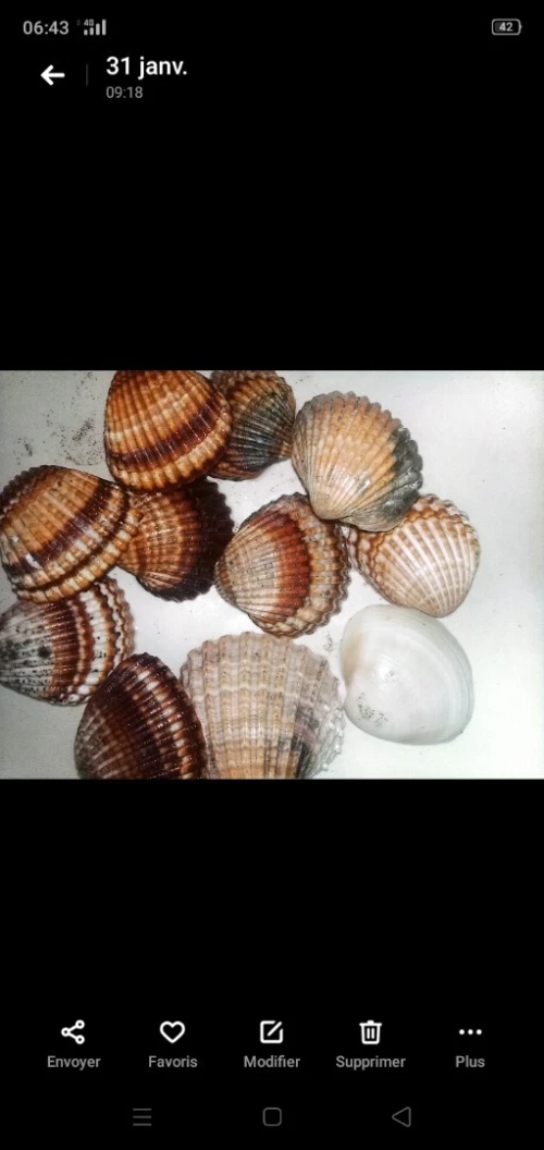 Coquillages