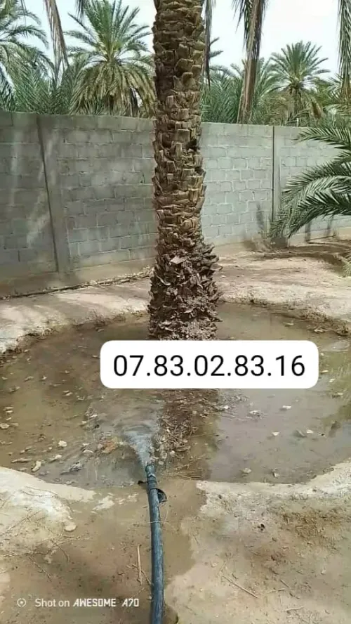 Vente Terrain Agricole Biskra Bouchagroun