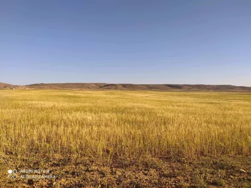Vente Terrain Khenchela Ain touila