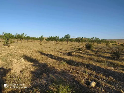 Vente Terrain Khenchela Ain touila