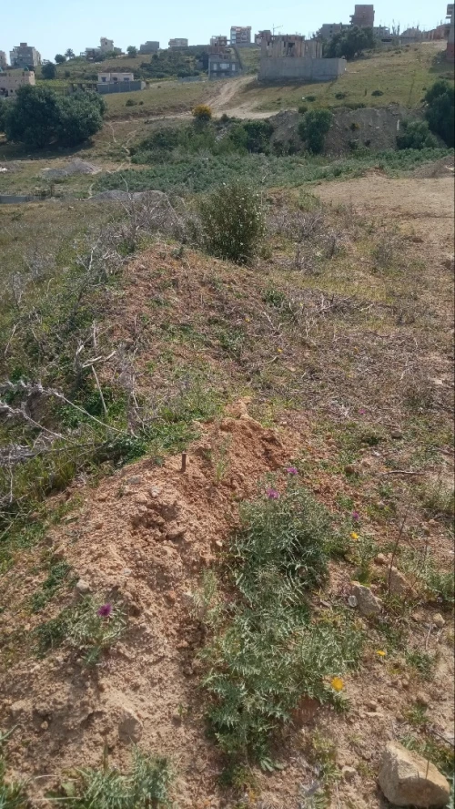 Vente Terrain Boumerdès Zemmouri