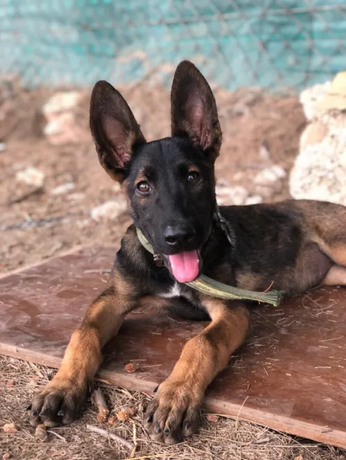 malinois كلب مالينوا