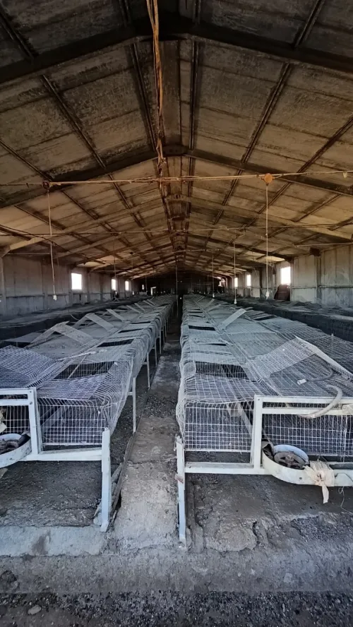 Vente Hangar Djelfa Ain oussara