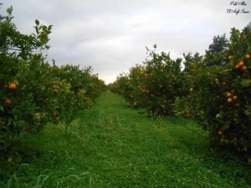Vente Terrain Blida Mouzaia