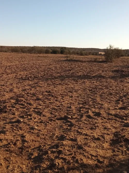Vente Terrain Agricole Saïda Ain el hadjar