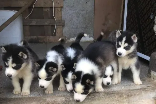 Husky 