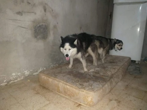 Husky 