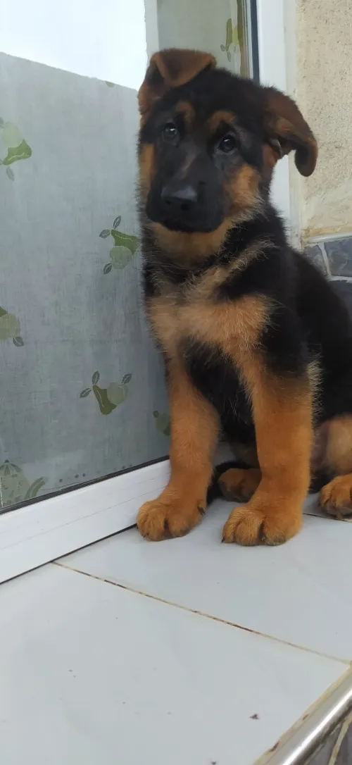 Berger Allemand 