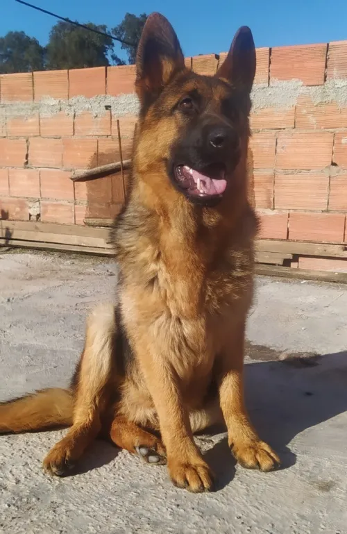 Berger Allemand