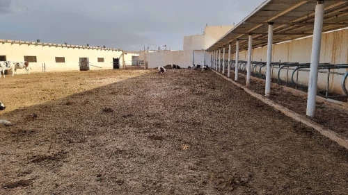 Vente bien immobilier Djelfa Djelfa