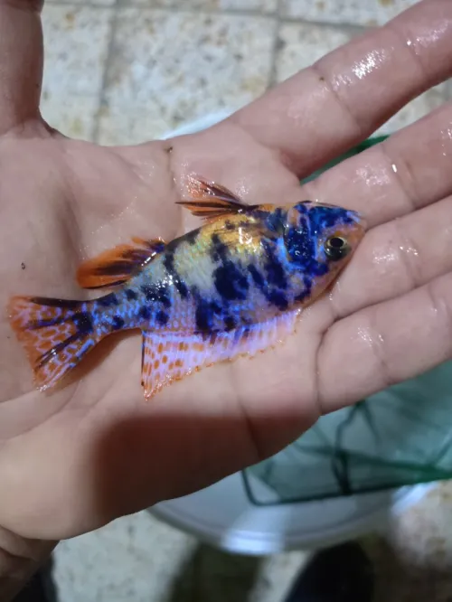 Cichlids African poisson 