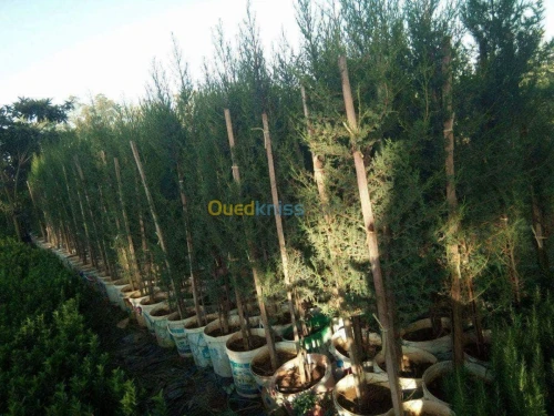 jardinage