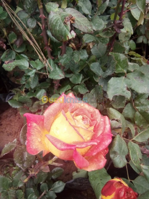 jardinage