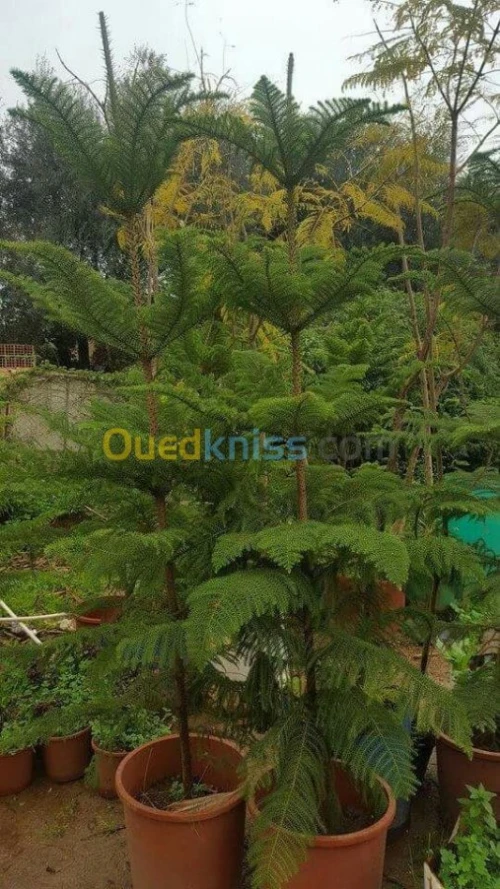 jardinage