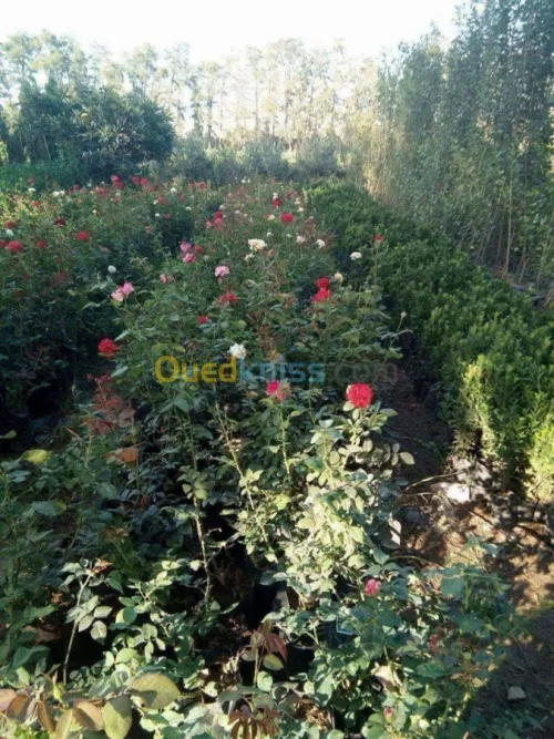 Gazon natural