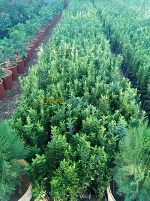 Gazon natural