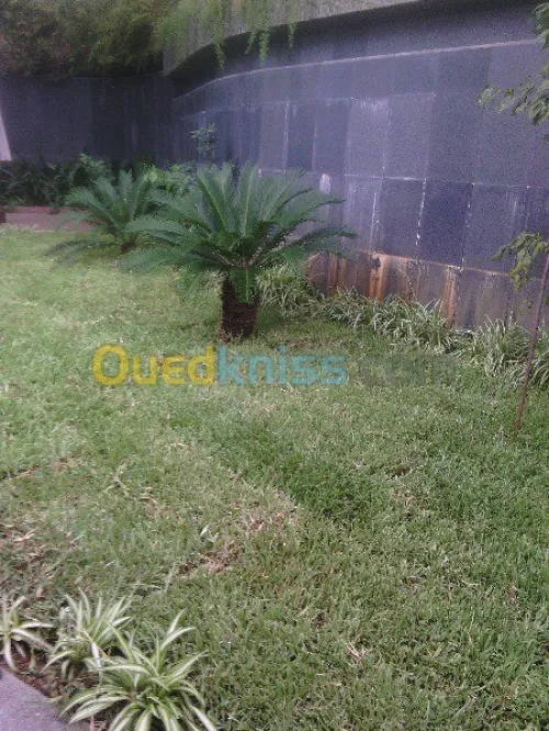 تهيئة المساحات الخضراء