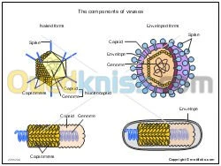 Correction Ouvrage,mémoire biologie 