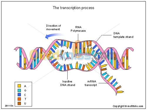 Correction Ouvrage,mémoire biologie 