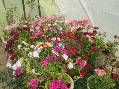 nettoyage et jardinage