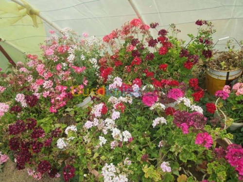 nettoyage et jardinage