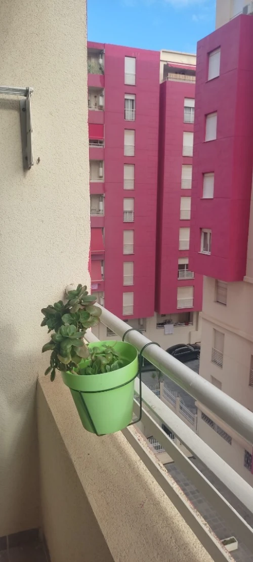 Location Appartement F3 Alger Dely brahim