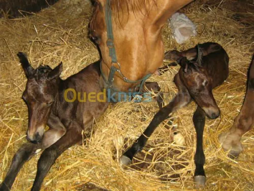 SERVICE A DOMICILE pour vos chevaux  