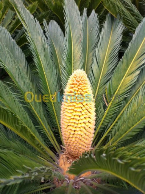 PLANTES DE DECORATION