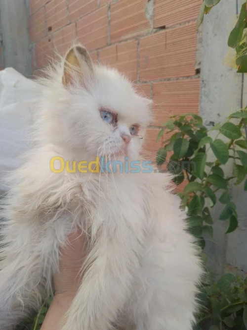 Chat persan femalle