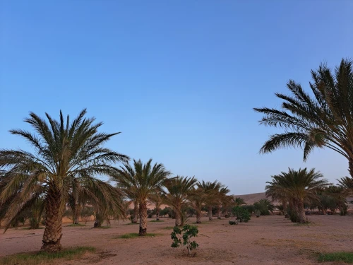Vente bien immobilier Ghardaïa Dhayet bendhahoua