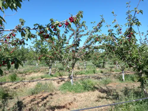 Vente Terrain Agricole Sidi Bel Abbès Ain tindamine