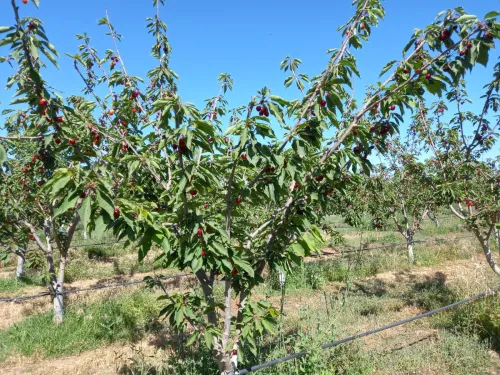 Vente Terrain Agricole Sidi Bel Abbès Ain tindamine