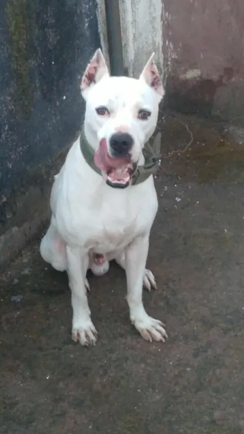 pitbull 