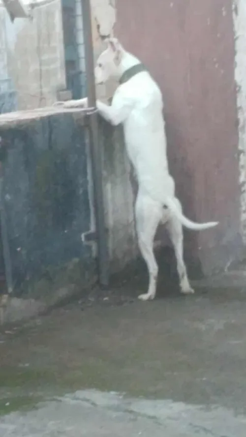 pitbull 