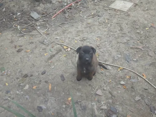 malinois