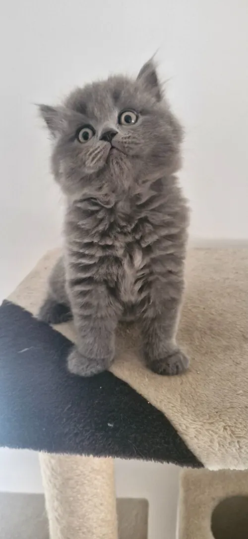 British shorthair