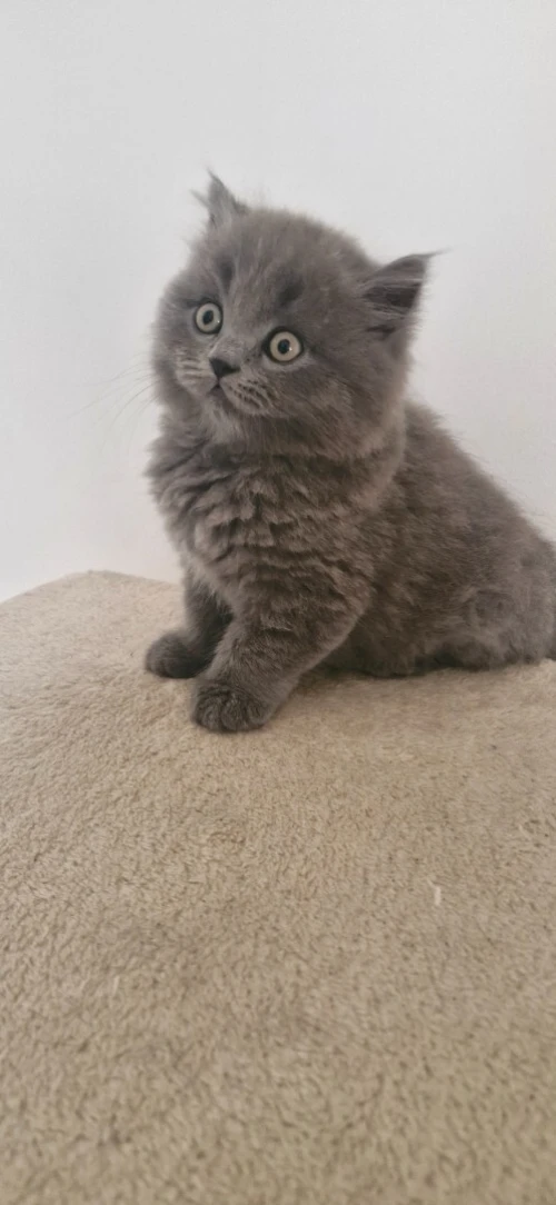 British shorthair