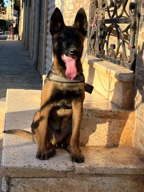 Chien 