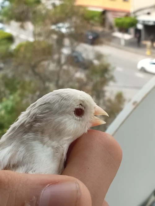 Canari marbré yeux rouges  كناري رخامة زيو روج