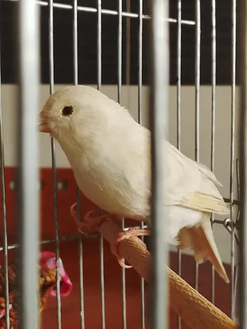 Canari marbré yeux rouges  كناري رخامة زيو روج