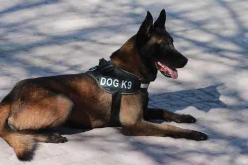 Malinois charbonnier 